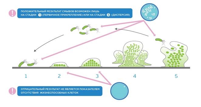 Биопленка